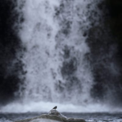 bergeronette-des-ruisseaux-devant-une-cascade