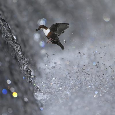 cincle-plongeur-pret-a-traverser-une-cascade