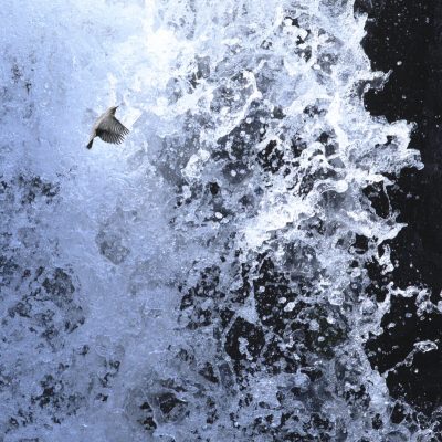 cincle-plongeur-traversant-une-cascade