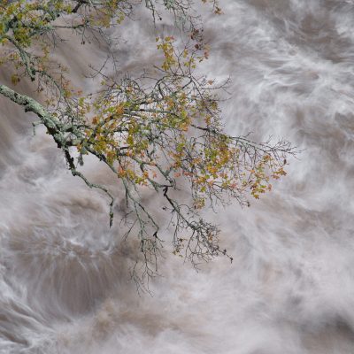 erable-de-Montpellier-au-dessus-d-une-riviere-en-crue