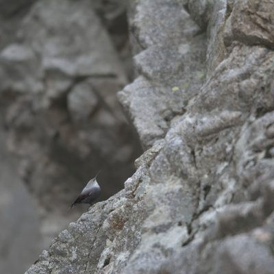 tichodrome-echelette-dans-les-rochers