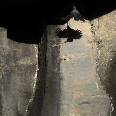 tichodrome-echelette-et-son-ombre-sur-une-falaise-de-basalte