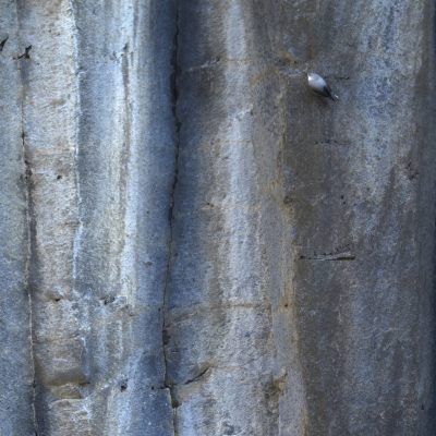 tichodrome-echelette-sur-une-coulee-de-basalte
