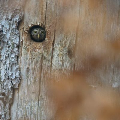 les-yeux-de-la-foret-chevechette-d-europe