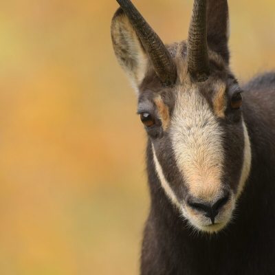 portrait-de-chamois