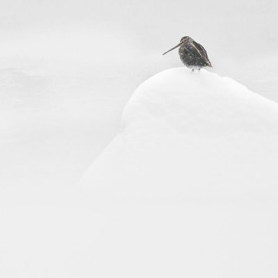 becassine-des-marais-dans-la-neige