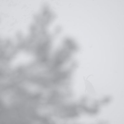 bouquetin-dans-la-brume