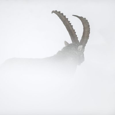 bouquetin-male-dans-la-neige