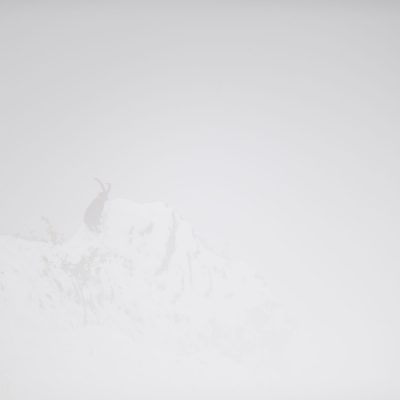 bouquetin-perche-dans-la-brume