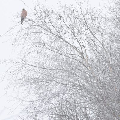 faucon-crecerelle-dans-la-brume-hivernale