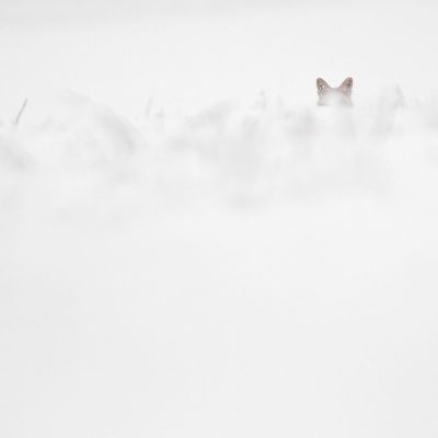oreilles-de-renard-dans-la-neige