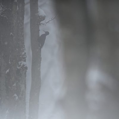 pic-noir-dans-la-brume