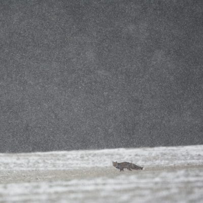 renard-dans-un-pres-en-hiver