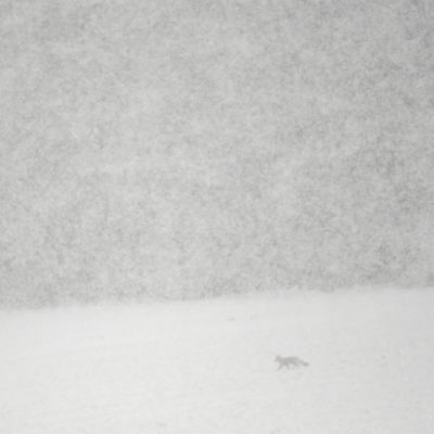 renard-dans-une-tempete-de-neige