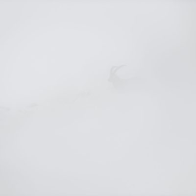 silhouette-de-bouquetin-dans-la-brume