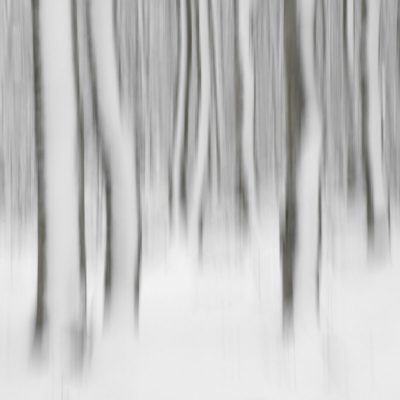 troncs-de-hetres-dans-la-neige