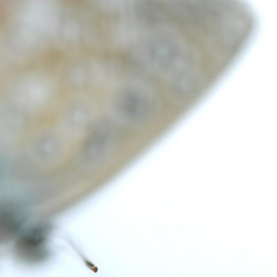 antenne-de-papillon-azure-argus