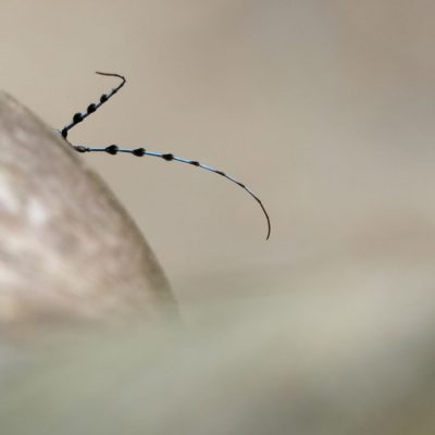 antennes-de-rosalie-alpine