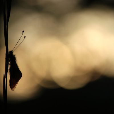 ascalaphe-au-coucher-du-soleil-scaled