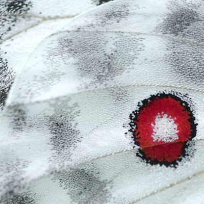 detail-d-aile-d-e-papillon-apollon