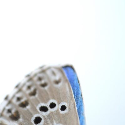 detail-d-aile-de-papillon-argus-azure