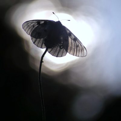 papillon-apollon-a-contre-jour
