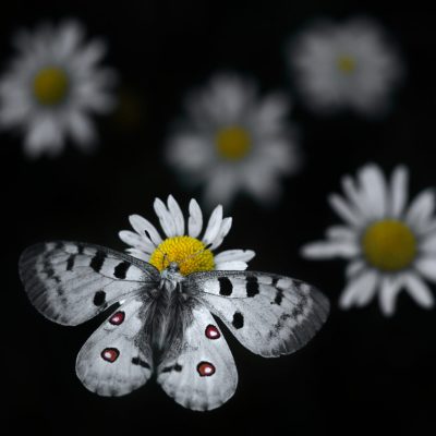papillon-apollon-sur-des-marguerites-a-la-nuit-tombee