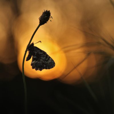 papillon-diane-au-coucher-du-soleil