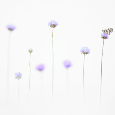 papillons-melitees-sur-des-armeries-des-sables