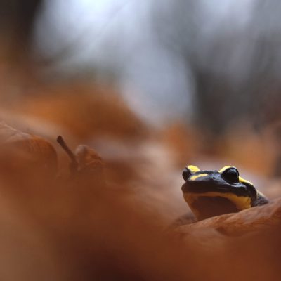 salamandre-tachetee-couleurs-d-automne
