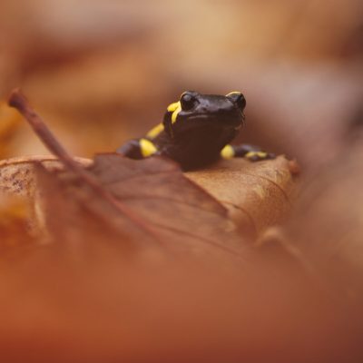 salamandre-tachetee-dans-les-feuilles-a-l-automne